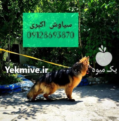 فروش سگ ژرمن شپرد بهترین دوست در تهران در گروه سگ و گربه در یکمیوه -عکس1