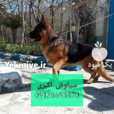فروش سگ ژرمن شپرد یک همراه در تهران در گروه سگ و گربه در یکمیوه -عکس1