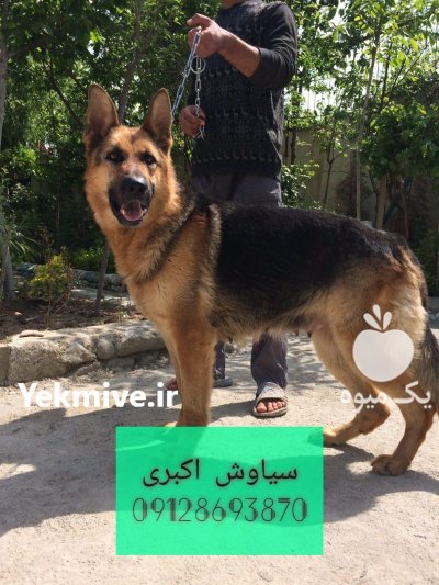 فروش سگ ژرمن شپرد گواهی اصالت در تهران در گروه سگ و گربه در یکمیوه -عکس1