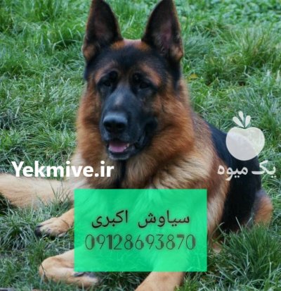 فروش سگ ژرمن شپرد بهترین انتخاب در تهران در گروه سگ و گربه در یکمیوه -عکس1