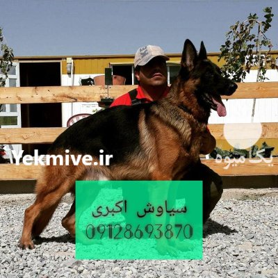 فروش سگ ژرمن شپرد دوست همدمی در تهران در گروه سگ و گربه در یکمیوه -عکس1