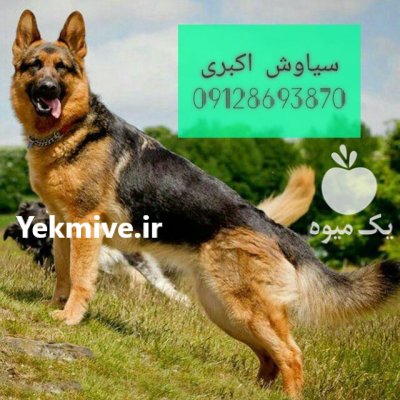 فروش سگ ژرمن شپرد گواهی اصالت در تهران در گروه سگ و گربه در یکمیوه -عکس1
