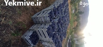 فروش انگور سردخانه در ارومیه در گروه خرید و فروش انگور در یکمیوه -عکس1