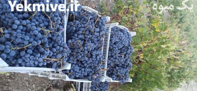 فروش انگور سردخانه در ارومیه در گروه خرید و فروش انگور در یکمیوه -عکس2