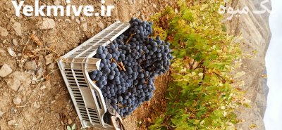 فروش انگور سردخانه در ارومیه در گروه خرید و فروش انگور در یکمیوه -عکس3