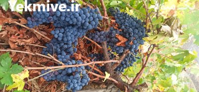 فروش انگور سردخانه در ارومیه در گروه خرید و فروش انگور در یکمیوه -عکس4