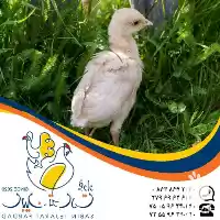 آگهی مشابه خرید و عرضه جوجه بوقلمون 1 ماهه در تهران در گروه مرغ و خروس و بوقلمون و اردک قو قاز در یکمیوه