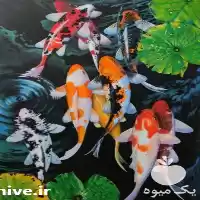 فروش ویژه انواع ماهی کوی صادراتی در مشهد در گروه خرید و فروش ماهی کوی در یکمیوه