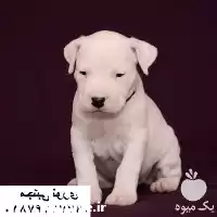 قیمت خرید سگ داگو آرژانتینو وارداتی در گرگان در گروه سگ و گربه در یکمیوه