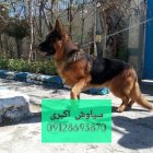 فروش سگ ژرمن شپرد یک همراه در تهران در گروه سگ و گربه در یکمیوه
