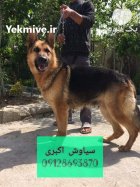 فروش سگ ژرمن شپرد گواهی اصالت در تهران در گروه سگ و گربه در یکمیوه