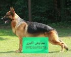 فروش سگ ژرمن شپرد همراهی و فادار در تهران در گروه سگ و گربه در یکمیوه