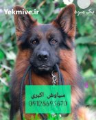 فروش سگ ژرمن شپرد واکسن خورده در تهران در گروه سگ و گربه در یکمیوه