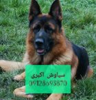 فروش سگ ژرمن شپرد بهترین انتخاب در تهران در گروه سگ و گربه در یکمیوه