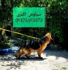 فروش سگ ژرمن شپرد بهترین دوست در تهران در گروه سگ و گربه در یکمیوه