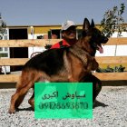 فروش سگ ژرمن شپرد دوست همدمی در تهران در گروه سگ و گربه در یکمیوه