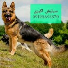 فروش سگ ژرمن شپرد گواهی اصالت در تهران در گروه سگ و گربه در یکمیوه
