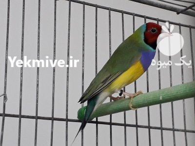 فنچ گلدین نر رنگین کمانی در بروجرد در گروه خرید و فروش انواع پرنده در یکمیوه -عکس1