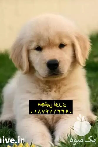 فروش سگ گلدن رتریور اصیل در مهر در گروه سگ و گربه در یکمیوه -عکس1