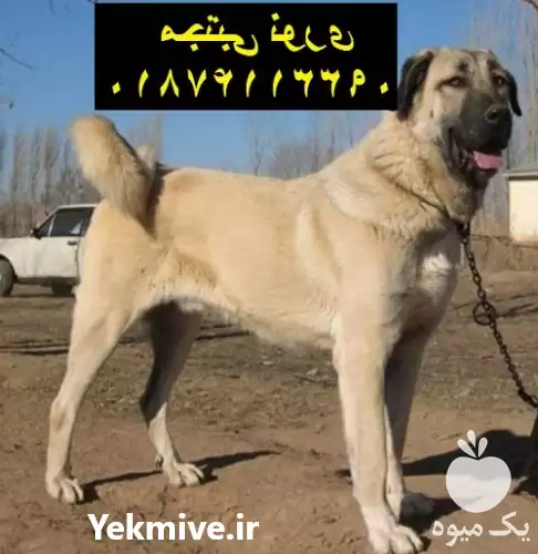 قیمت خرید بهترین نژاد سگ گارد در مهر در گروه سگ و گربه در یکمیوه -عکس1