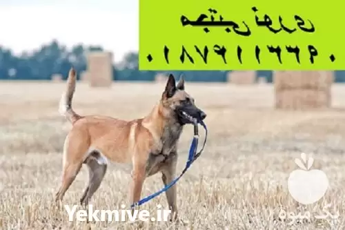 فروش مرکز اصلی بزرگترین پرورش سگ در کرج در گروه سگ و گربه در یکمیوه -عکس1