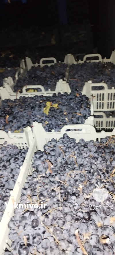 انگور سیاه و دیم سرشت ره شه در میرآباد در گروه خرید و فروش انگور در یکمیوه -عکس1