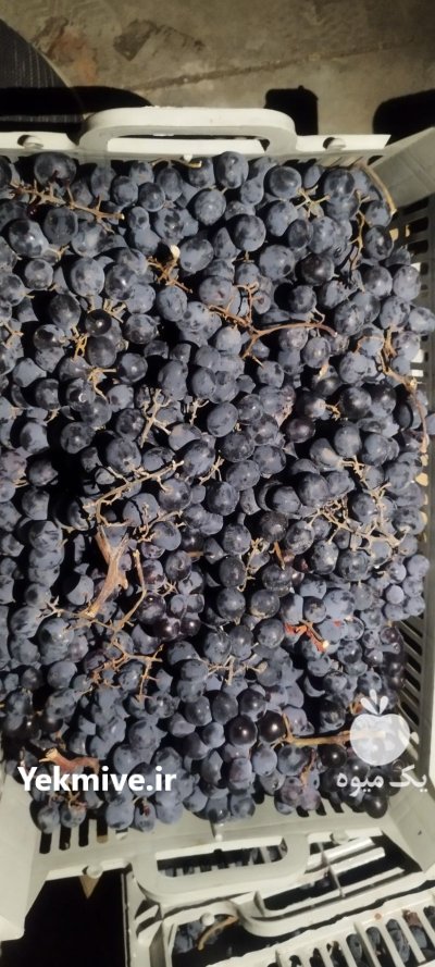 انگور سیاه و دیم سرشت ره شه در میرآباد در گروه خرید و فروش انگور در یکمیوه -عکس2