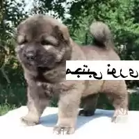 قیمت خرید مرکز پرورش توله بالغ در گرگان در گروه سگ و گربه در یکمیوه