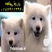 فروش سگ ساموید اصیل با اصالت در کرج در گروه سگ و گربه در یکمیوه