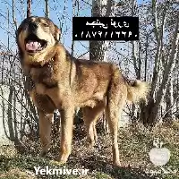 قیمت خرید سگ سرابی های زیبا در مهر در گروه سگ و گربه در یکمیوه