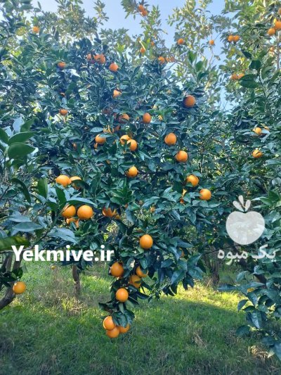 فروش عمده پرتقال تامسون درجه 1 در بابل  در گروه خرید و فروش پرتقال در یکمیوه -عکس3