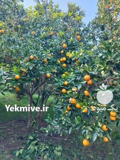 فروش عمده پرتقال تامسون درجه 1 در بابل  در گروه خرید و فروش پرتقال در یکمیوه -عکس5