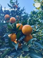 فروش عمده پرتقال تامسون درجه 1 در بابل  در گروه خرید و فروش پرتقال در یکمیوه