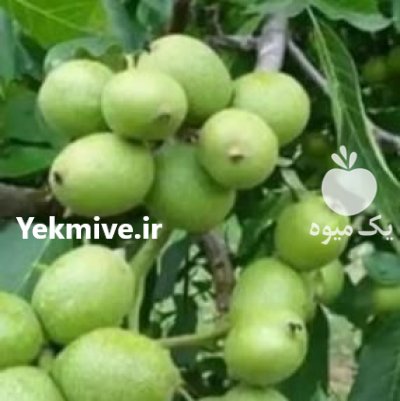نهال گردو ژنوتیپ برتر سردسیری دیرگل در کرج در گروه خرید و فروش نهال در یکمیوه -عکس2