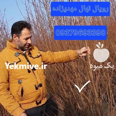 بهترین نهال برای درآمد آینده چه در بستان آباد در گروه خرید و فروش نهال گردو در یکمیوه -عکس1