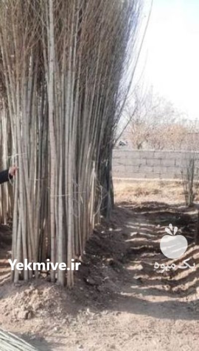 فروش نهال صنوبر سنوبر دسته بیل دسته کلنگ در همدان در گروه خرید و فروش نهال در یکمیوه -عکس3