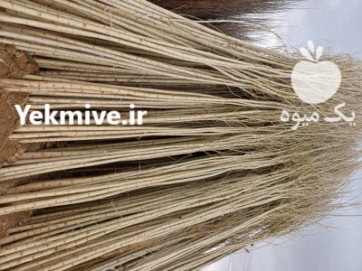 خرید فروش نهال صنوبر دسته بیل در اصفهان در گروه خرید و فروش نهال صنوبر در یکمیوه -عکس4