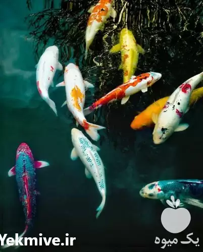 قیمت خرید انواع ماهی های کوی در مشهد در گروه خرید و فروش انواع ماهی در یکمیوه -عکس1