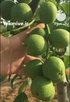 بهترین زمان کاشت نهال درخت در اردبیل در گروه خرید و فروش نهال در یکمیوه