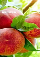 نهال گردو ژنوتیپ برتر سردسیری دیرگل در کرج در گروه خرید و فروش نهال در یکمیوه