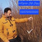 بهترین نهال برای درآمد آینده چه در بستان آباد در گروه خرید و فروش نهال گردو در یکمیوه