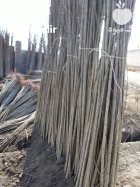 دسته بیل صنوبر سنوبر کف بر در همدان در گروه خرید و فروش نهال در یکمیوه