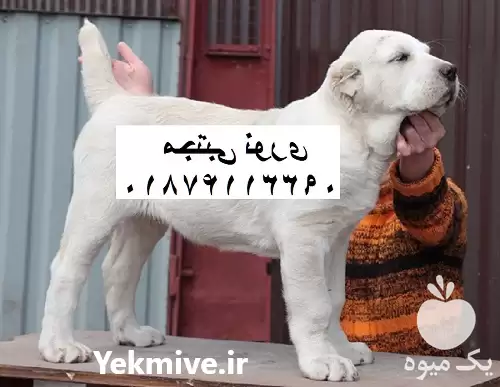 قیمت خرید توله سگ بالغ سگ در مهر در گروه سگ و گربه در یکمیوه -عکس1
