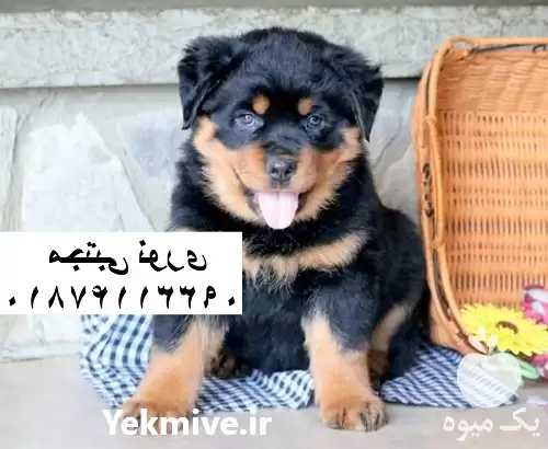 خرید و فروش سگ روتوایلر اصیل در مهر در گروه سگ و گربه در یکمیوه -عکس1