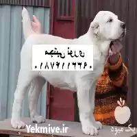 قیمت خرید توله سگ بالغ سگ در مهر در گروه سگ و گربه در یکمیوه