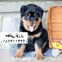 خرید و فروش سگ روتوایلر اصیل در مهر در گروه سگ و گربه در یکمیوه