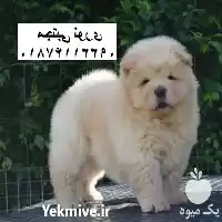 خرید و فروش سگ چاوچاو خرسی در تهران در گروه سگ و گربه در یکمیوه