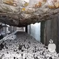 فروش عمده قارچ دکمه ای در دزفول در گروه خرید و فروش قارچ در یکمیوه