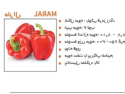فروش بذر فلفل دلمه مارال در مشهد در گروه خرید و فروش بذر فلفل در یکمیوه -عکس1