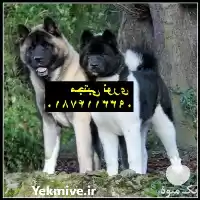 خرید توله و بالغ سگ آکیتا در مهر در گروه سگ و گربه در یکمیوه